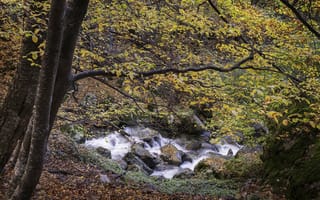 Картинка осень, деревья, река, лес