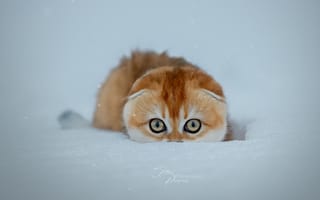 Картинка снег, кошка, зима, Писарева Светлана