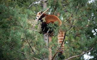 Картинка красная панда, коричневый, дерево, животное, дикая природа