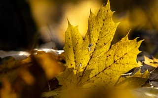 Картинка фотограф Dirk van Pea, осень, природа, листья