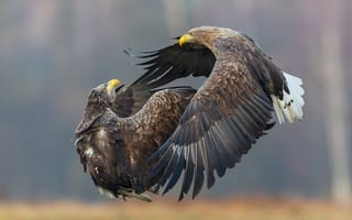 Картинка Marcin Nawrocki, птица, орёл, крылья