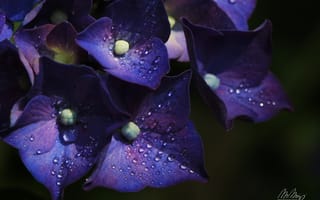 Картинка Гортензия, цветы