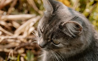 Картинка кошка, природа, irina-iriser, размытые