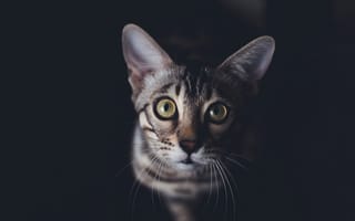Картинка кошка, темный