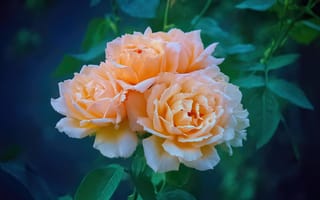 Картинка Цветы, Оранжевые, розы