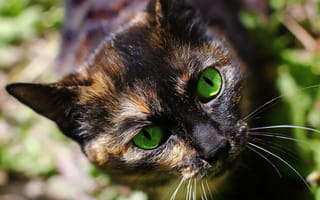 Картинка Кошка, зелёные глаза, Взгляд, Животные