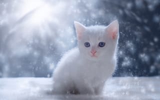 Картинка котенок, снег, белый, малыш