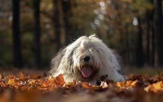Обои собака, осень, листья, парк