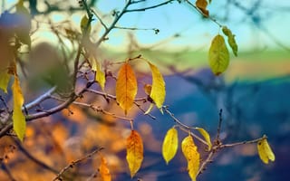 Картинка осень, листья, небо