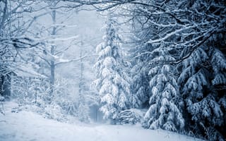 Картинка лес, снег, зима, природа, деревья