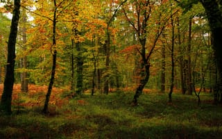 Обои Осень, Природа, Лес, Деревья