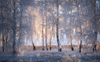 Картинка зима, берёзы, лес, снег