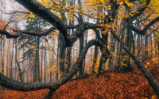Картинка дерево, природа, листья