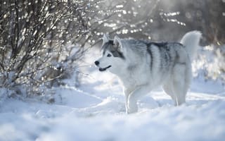 Картинка зима, снег, Хаски, собака