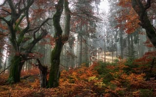 Картинка Осень, Листья, Природа, Лес, Деревья