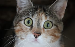 Картинка кошка, полосатая