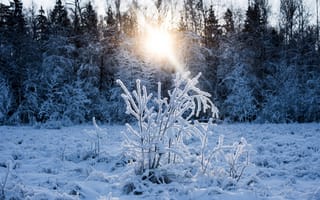 Картинка лес, зима, снег