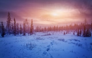 Картинка зима, сугробы, снег, лес