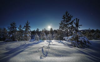 Картинка небо, Лунная дорожка блистает серебром, ночь, снег, Шевченко Николай, деревья