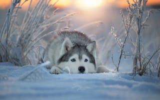 Картинка животное, собака, морда, зима, снег, природа, хаски, пёс, ветки