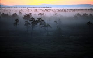 Обои утро, туман, лес