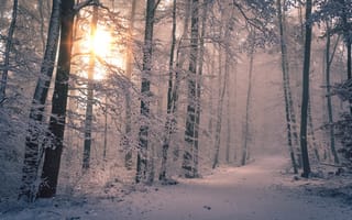 Картинка лес, зима, пейзаж