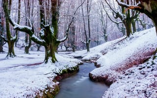 Картинка Зима, Снег, Природа, Лес, Ручей, Деревья