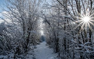 Картинка деревья, снег, тропинка