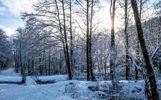 Картинка деревья, этюд, снег, зимний