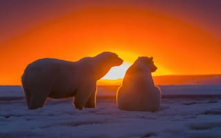 Картинка Белые медведи, холод, снег
