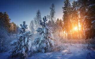Картинка зима, Антон Дятлов, лес, солнце