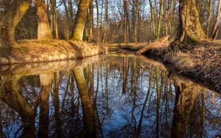 Картинка водоем, лес, отражение