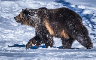 Картинка Медведь, Животные, Снег
