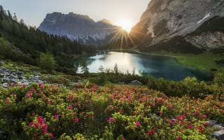 Картинка горы, цветы, озеро