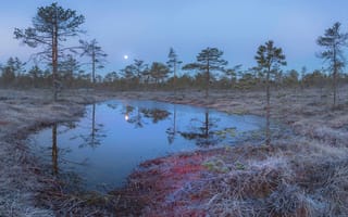 Картинка лунное утро, на болоте, апрель, Павел Ващенков