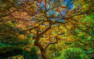Картинка Сады, Japanese, Ветки, Garden, Portland, Природа, Деревья, HDR