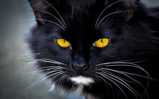 Картинка кот, черный, морда, усы, глаза