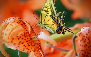 Картинка бабочка, цветы, махаон
