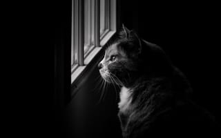 Картинка кот, у окна, серый, морда