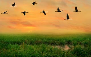 Картинка трава, птицы, небо