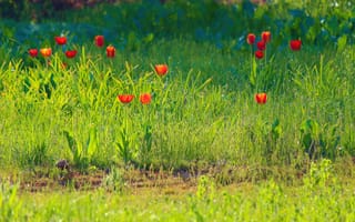 Картинка тюльпаны, роса, трава