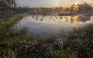Картинка пейзаж, на болоте, Павел Ващенков