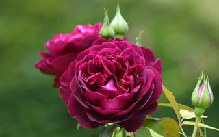 Картинка розы, боке, фотограф Eleanor