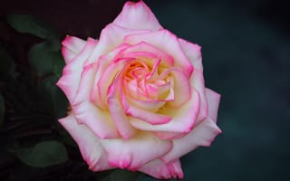 Картинка роза, цвет, заставка
