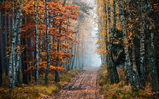 Картинка дорога, лес, листья