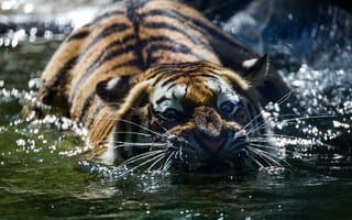 Картинка тигр, хищник, вода