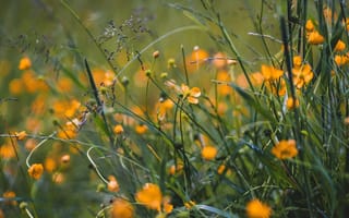 Картинка grass, field, yellow, flowers, wild