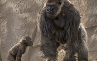 Картинка гориллы, папаша, сынок, воспитание