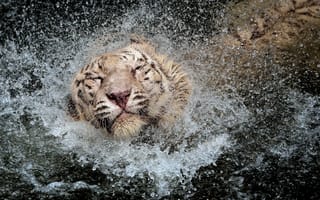 Картинка вода, тигр, брызги