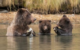 Обои медведи, на рыбалке